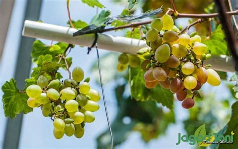 Perbedaan Anggur Lokal Dan Impor Jagad Tani Petaninya Milenial