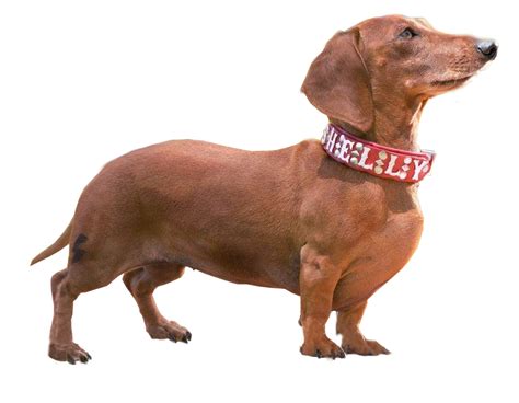 Dachshund Png