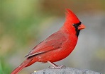 Songbirds: North Carolina's State Bird-How to Identify the Northern ...