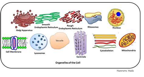 What Are All Of The Cell Organelles Cell Organelles