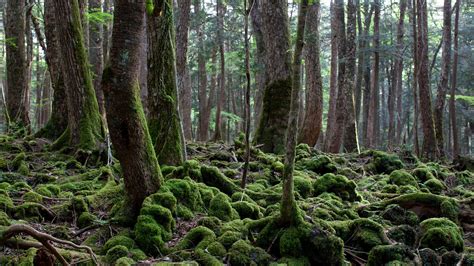 Aokigahara National Forest — Forest Review Condé Nast Traveler
