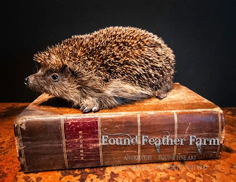 Vintage British Hedgehog Taxidermy Perfection