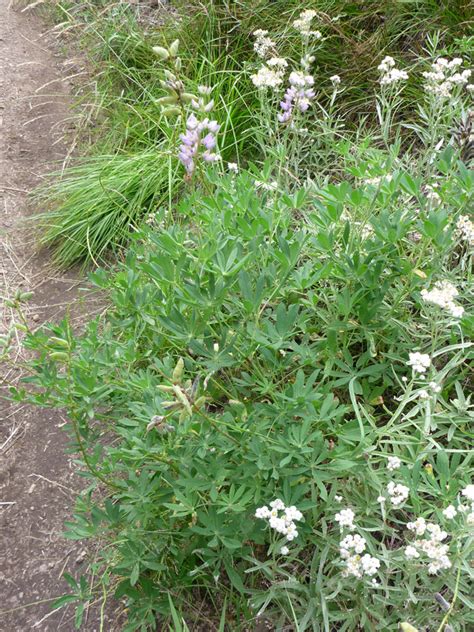 Trailside Plant Pictures Of Lupinus Andersonii Fabaceae