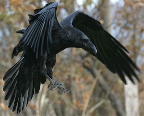 Pin On Raven