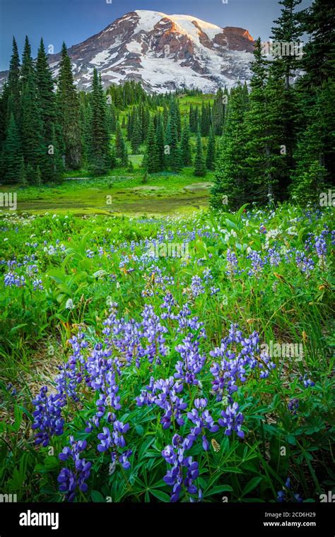 Wildflower Meadow At Paradise Mount Rainier Washington Usa Stock