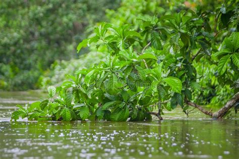 Calm And Magical Dark Amazon Waters Located In The Amazon Rainforest