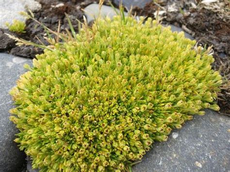 Antarctic Pearlwort South Georgia Flora · Inaturalist