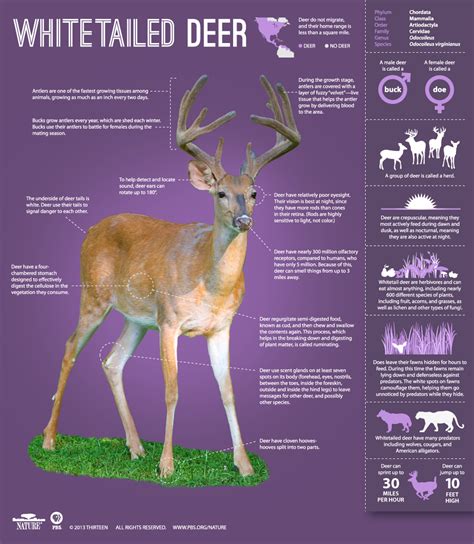 The Private Life Of Deer Infographic Learn About The Whitetailed