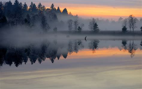 Morning Pond Forest Mist Smooth Surface Lake Sunrise Trees Fog