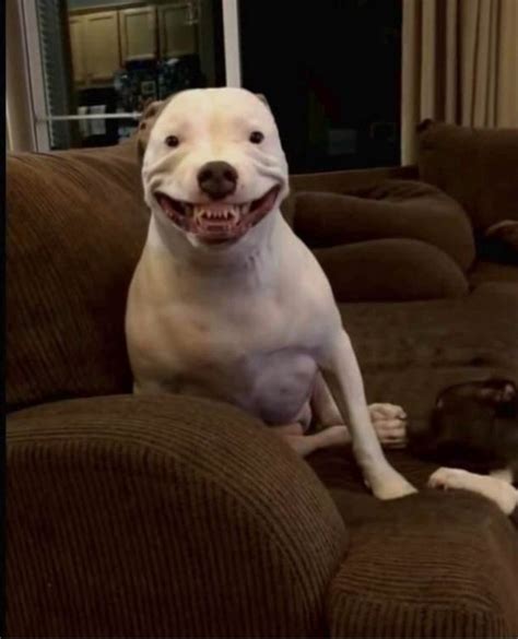 21 Hilarious Dogs Showing Their Vicious Teef New Pics Hiptoro