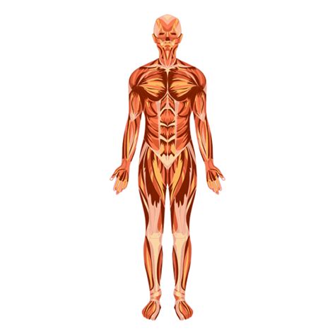 Muscular System Anatomy Human Body Png And Svg Design For T Shirts