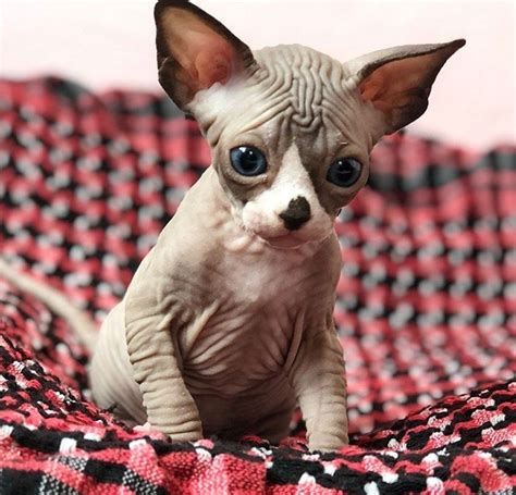 These Sphynx Babies Will Instantly Melt Your Heart Oriental Shorthair