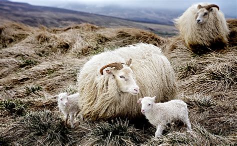 North Icelandic Sheep Breed Description Photos