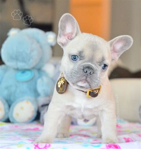 Raised food and water bowls will make him more comfortable when eating or drinking. Lilac Beauty Available💗 📲www.PoeticFrenchBulldogs.com ...