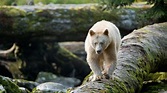 Discover the Haunting Beauty of BC's Spirit Bears | Great Bear Rainforest