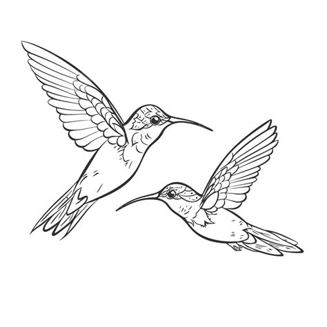 Drawing Of An Illustration Of Hummingbirds Flying Outline Sketch Vector