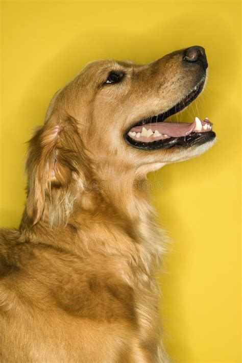 Profile Of A Golden Retriever Dog Stock Image Image Of Kind Slobber