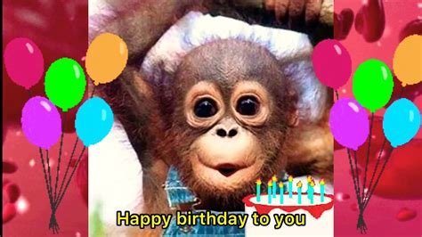 Monkey Singing Happy Birthday To You Song Funny Youtube