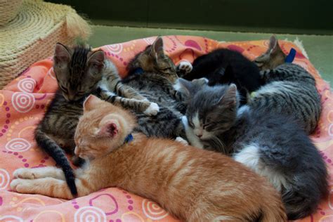 Kitten Pile 1 A Pile Of Sleeping Kittens Snuggles And Slee Flickr