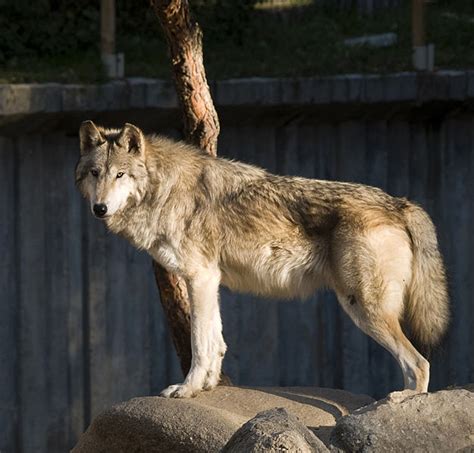 News New Mexico Wolves Raised Near Nyc To Be Released In Nm