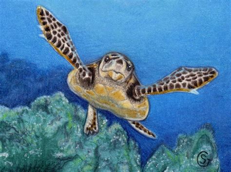 ACEO TW Jun Green Sea Turtle Reef Ocean ORIGINAL MIxed Media Sherry