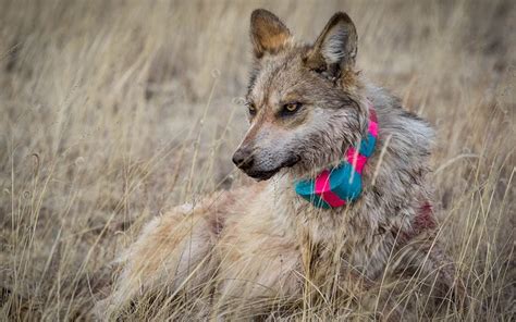 Enough Habitat Exists To Support Return Of Mexican Wolves In Southwest