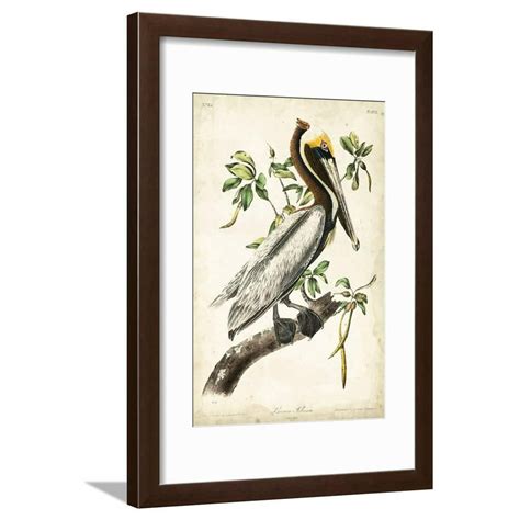 Brown Pelican Framed Print Wall Art By John James Audubon