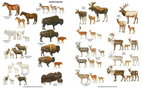 Related Image Ungulates Animals Animal Drawings Animal Sketches