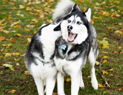 7 facts about the siberian husky