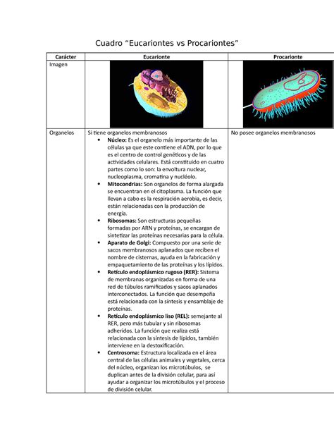 Diferencia Entre C Lula Eucarionte Y Procarionte Cuadro Eucariontes Vs Procariontes Car Cter