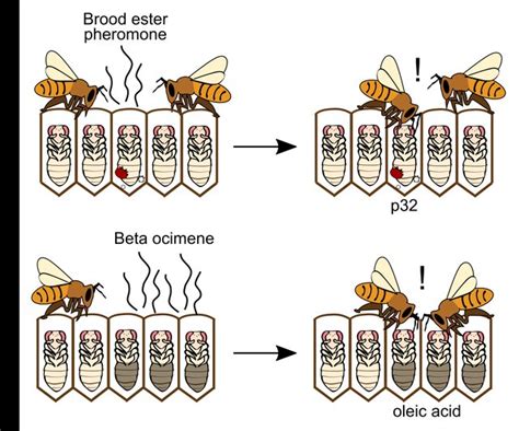 The Molecular Mechanism Of Hygienic Behaviour In Honey Bees Apis