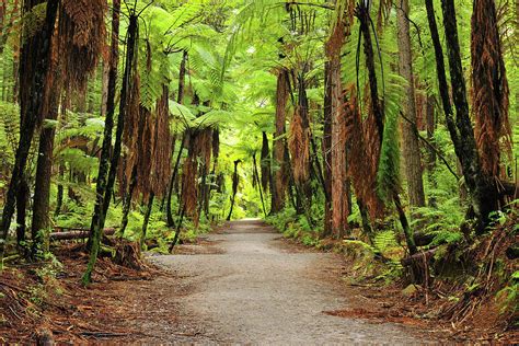 Path Through Whakarewarewa Forest By Raimund Linke