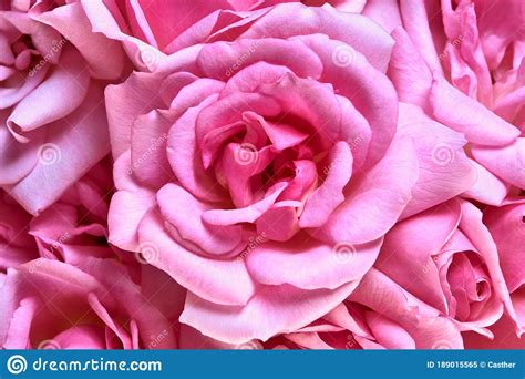Full Frame Close Up Of Beautiful Fresh Pink Roses Blooming Stock Image
