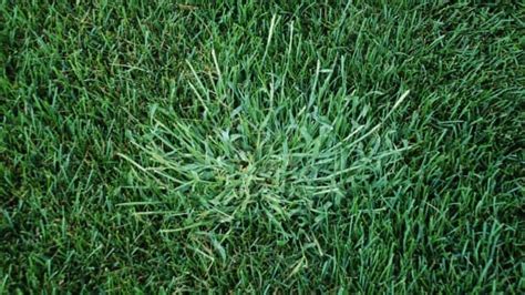 Tips And Advice To Remove Weeds Dengarden