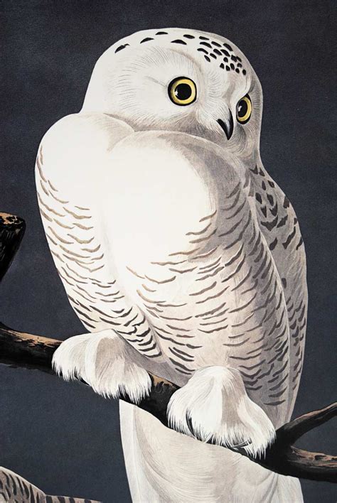 Plate 121 Snowy Owl Princeton Audubon Print Audubon Collector
