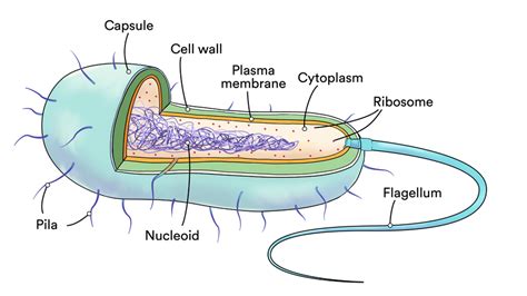 Newsela Parts Of A Prokaryotic Cell