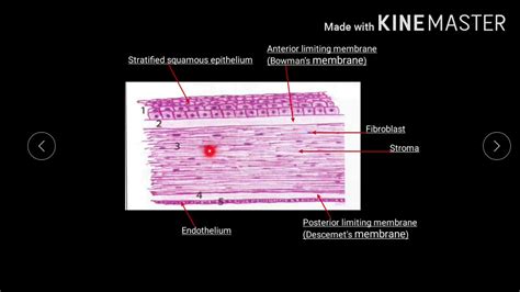 Lecture Histology Cornea Part2 And Sclera Youtube