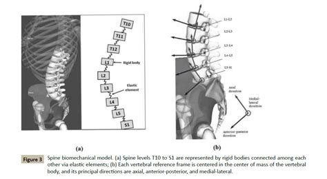 Spine Biomechanics A Review Of Current Approaches Insight Medical