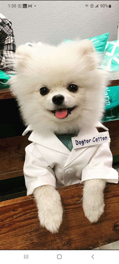 Dog Doctor Lab Coat Costume Doctor Lab Coat Dog Costume Pet Etsy