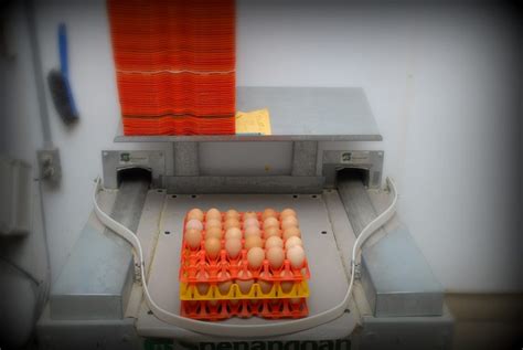 Hilltop Poultry Farm Sauders Eggs