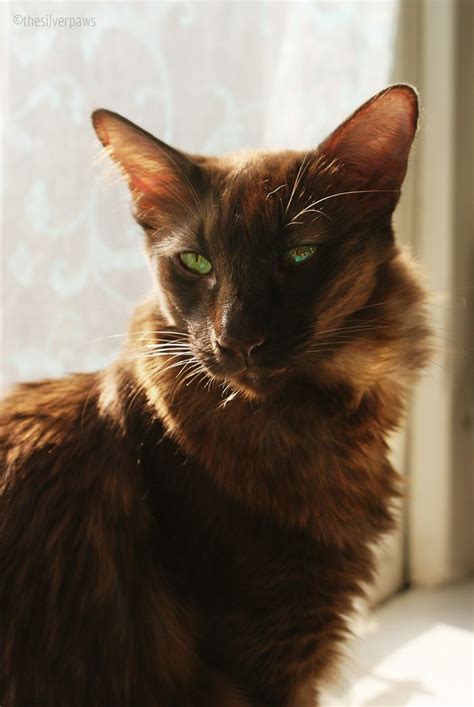 Sambucca — Oriental Longhair Chocolate Smoke Gorgeous Cats Pretty
