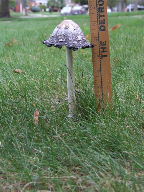 Michigan Mushroom Or Toadstool Ask An Expert