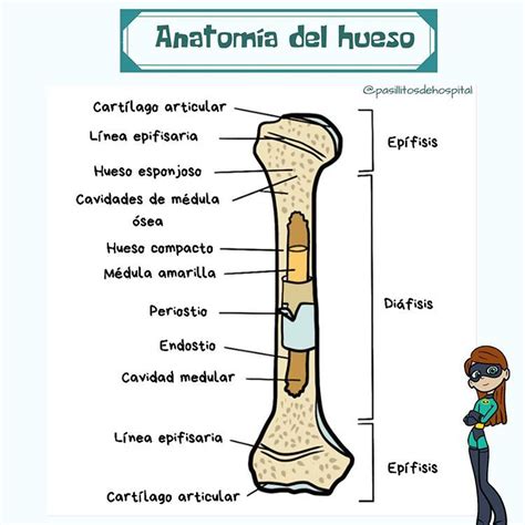 Pasillitos De Hospital En Instagram Anatomía Del Hueso