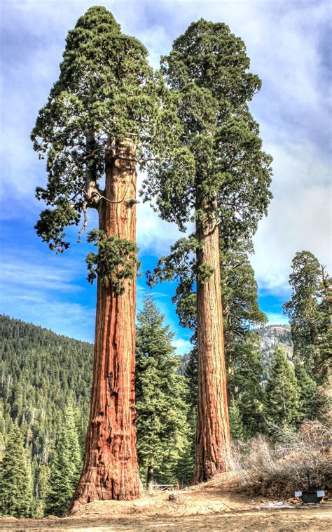 Giant Sequoia Sequoiadendron Giganteum Redwood Forest Tree Wood Seed