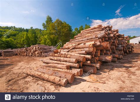 Maybe you would like to learn more about one of these? Pine logs stacked at lumber mill in Ontario, Canada Stock ...