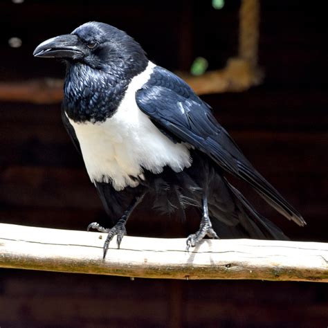 Birds Image Stock African Pied Crow