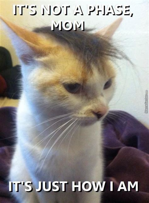 Emo Cat Funny Cat Memes Cute Animal Memes Animals