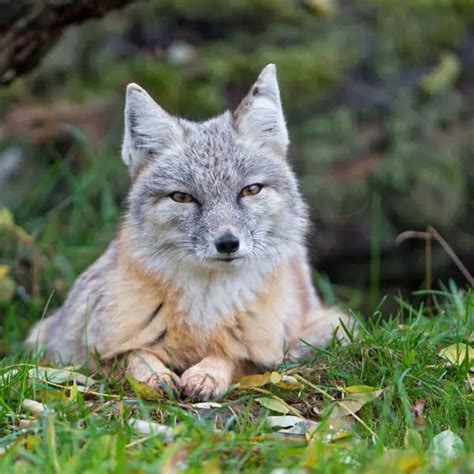Corsac Fox Facts Diet Habitat And Pictures On Animaliabio