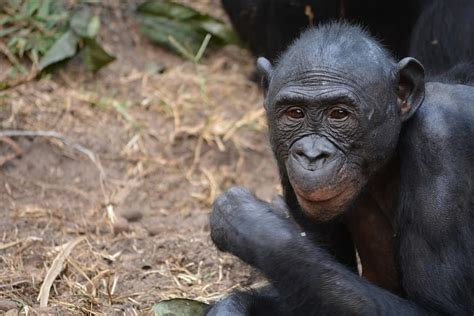 bonobo primate singe lola ya bonobo congo kinshasa afrique la nature pan paniscus faune