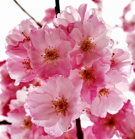 Pembayaran mudah, pengiriman cepat & bisa cicil 0%. Kata Romantis Wallpaper Bunga Sakura Jepang Cantik ...